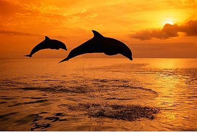 港服《马里奥赛车8》举行2021第一回线上大赛 争夺积分赢取奖励